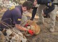PDI pone en marcha atención veterinaria para animales afectados por los incendios en Biobío y Ñuble.
