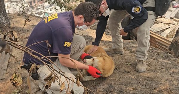 PDI pone en marcha atención veterinaria para animales afectados por los incendios en Biobío y Ñuble.