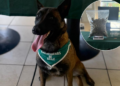 [VIDEO] Olfato infalible: perro de Carabineros halla más de un kilo de marihuana en bus interprovincial