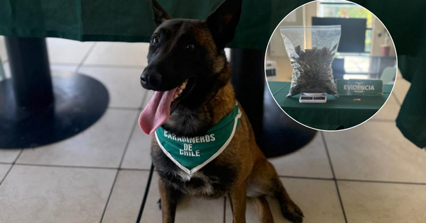 [VIDEO] Olfato infalible: perro de Carabineros halla más de un kilo de marihuana en bus interprovincial
