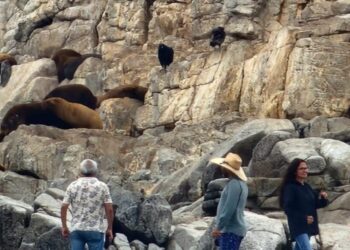 Alertan sobre la llegada masiva de turistas al santuario de la naturaleza: generan desorden entre lobos marinos en Cobquecura.
