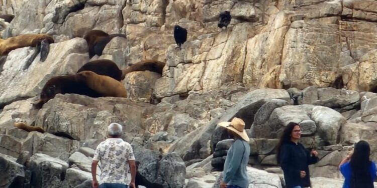 Alertan sobre la llegada masiva de turistas al santuario de la naturaleza: generan desorden entre lobos marinos en Cobquecura.