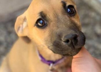 Atención Colina: campaña solidaria busca ayudar a los animales afectados por los incendios en el sur de Chile.