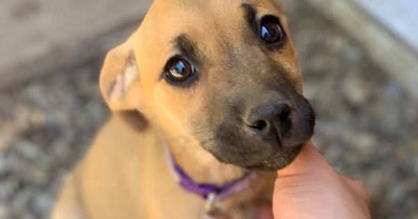 Atención Colina: campaña solidaria busca ayudar a los animales afectados por los incendios en el sur de Chile.