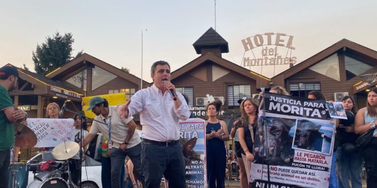 Así transcurrieron las 24 horas de sufrimiento de la perrita brutalmente maltratada en Pucón – LAVOZDEPUCON