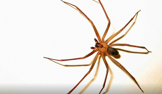 Temporada de arañas de rincón: tips para reconocerlas y evitar peligros.