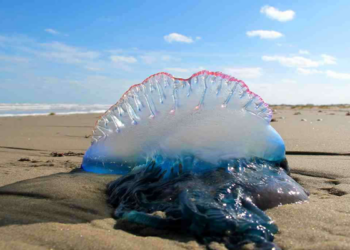 Prohíben el baño en dos playas del país por la presencia de fragata portuguesa.