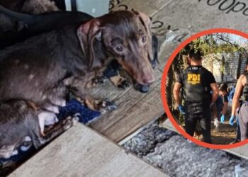 [LAMPA] Sacan a más de 20 perros de un criadero ilegal