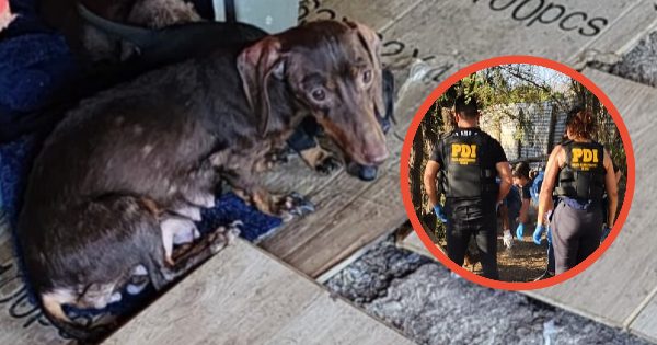 [LAMPA] Sacan a más de 20 perros de un criadero ilegal