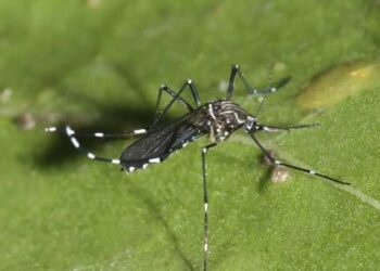 Detectan mosquito que podría transmitir dengue en el aeropuerto de Santiago.