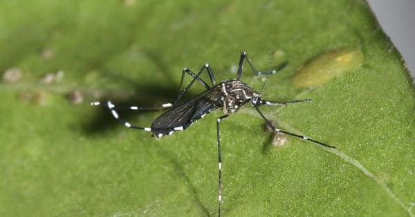 Detectan mosquito que podría transmitir dengue en el aeropuerto de Santiago.