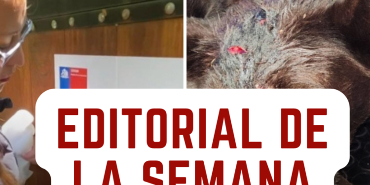 Diferencias en la búsqueda de justicia – LAVOZDEPUCON