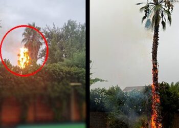 Rayo en Colina enciende palmera durante el mal tiempo.