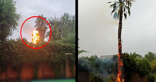 Rayo en Colina enciende palmera durante el mal tiempo.