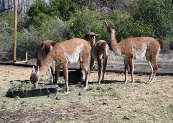 Nace cría de guanaco en el Santuario Cascada como parte de un proyecto para repoblar la especie en la RM.