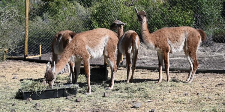 Nace cría de guanaco en el Santuario Cascada como parte de un proyecto para repoblar la especie en la RM.
