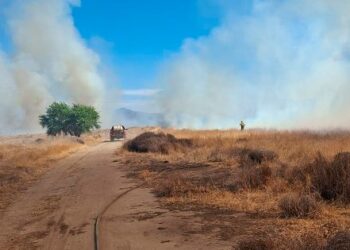 Incendio forestal en Lampa afecta más de 10 hectáreas de bosque.