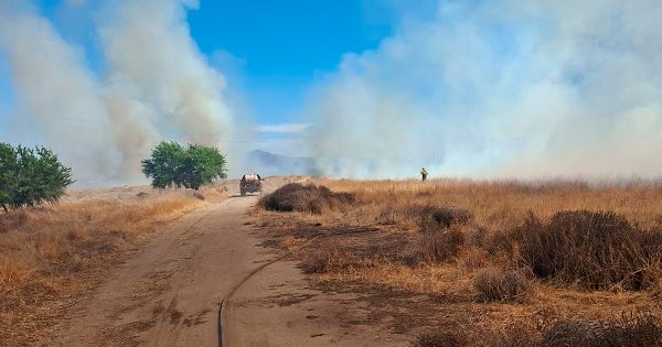 Incendio forestal en Lampa afecta más de 10 hectáreas de bosque.
