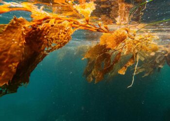 Científicas de la U. de Chile transforman el cochayuyo en la proteína del futuro gracias a la biotecnología.