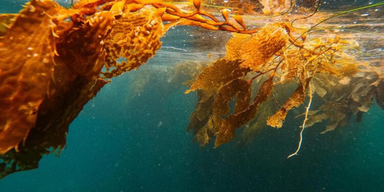 Científicas de la U. de Chile transforman el cochayuyo en la proteína del futuro gracias a la biotecnología.