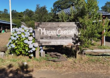 La evolución de la icónica feria agrícola y gastronómica Kui Kui – LAVOZDEPUCON.