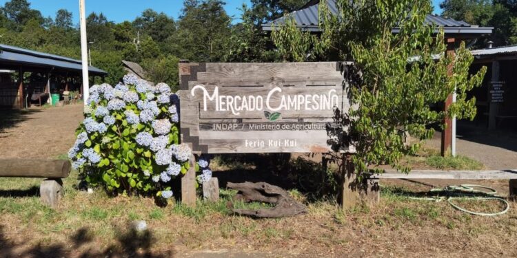 La evolución de la icónica feria agrícola y gastronómica Kui Kui – LAVOZDEPUCON.