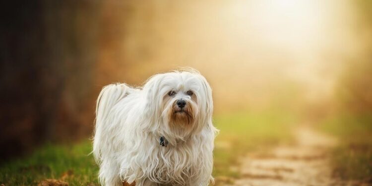Expertos de la U. de Chile advierten sobre los peligros de aplicar anestesia sin la evaluación correcta en mascotas.