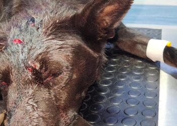 Municipalidad presentará querella bajo la Ley Cholito por el fallecimiento de una perrita a causa de maltrato – LAVOZDEPUCON