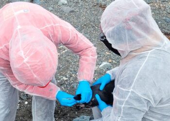 Chile detecta por tercer año seguido influenza aviar en la Antártica y refuerza la vigilancia científica.