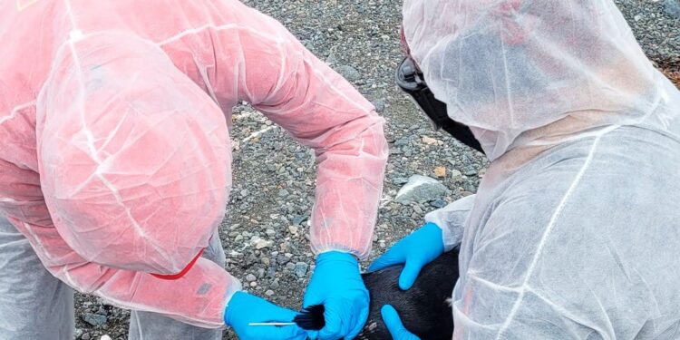 Chile detecta por tercer año seguido influenza aviar en la Antártica y refuerza la vigilancia científica.