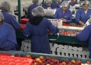 Ya empezó el pago del Bono Mujer Trabajadora: ¿Cómo hacerlo para postular?