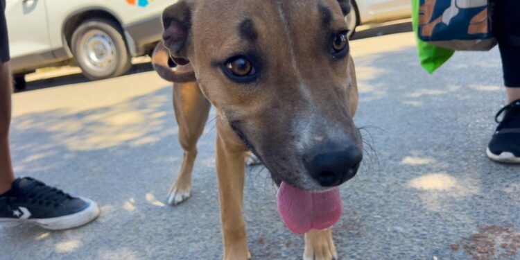 Viña del Mar planea esterilizar 4 mil mascotas mediante operativos gratuitos.