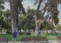 Más de 150 años de historia dejan Talca: se retirará el emblemático peumo de la Plaza de Armas.