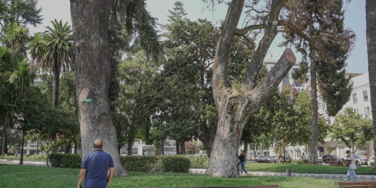 Más de 150 años de historia dejan Talca: se retirará el emblemático peumo de la Plaza de Armas.