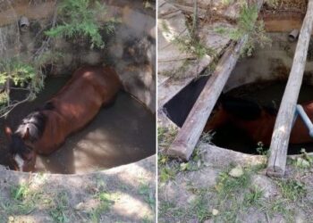 Salvan a un caballo que quedó atrapado en un pozo en Chicureo.
