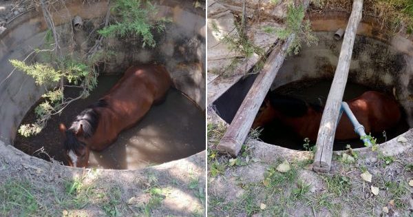 Salvan a un caballo que quedó atrapado en un pozo en Chicureo.