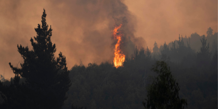 Incendio forestal en Quillón habría sido provocado accidentalmente por una falla en el tendido eléctrico.