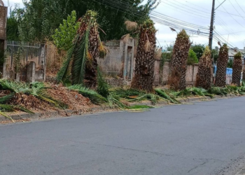 Controversia en Lontué: La Municipalidad de Molina acusa a CGE de realizar una poda irregular de palmeras.