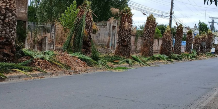 Controversia en Lontué: La Municipalidad de Molina acusa a CGE de realizar una poda irregular de palmeras.