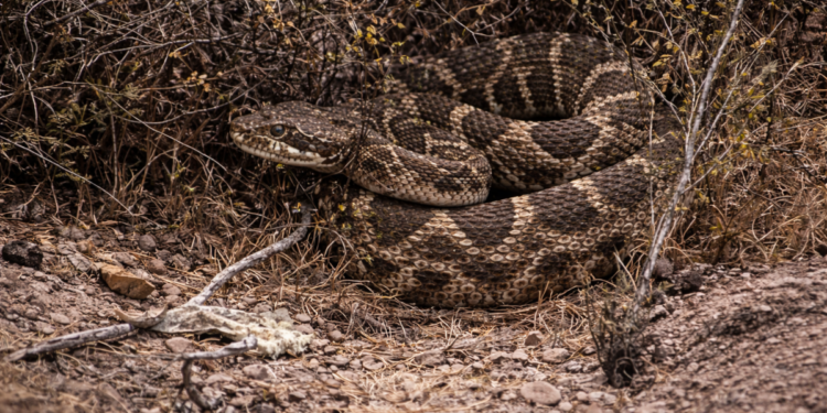 Escasez de suero antiofídico aumenta la preocupación por la serpiente de cascabel en San Antonio.