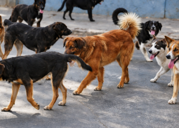 Menor en estado crítico tras brutal ataque de perros en Punta Arenas.