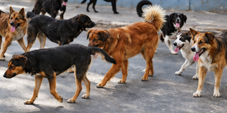 Menor en estado crítico tras brutal ataque de perros en Punta Arenas.