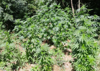 Una denuncia anónima facilitó el descubrimiento de una plantación ilegal de drogas en Vichuquén.