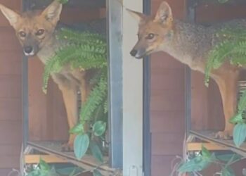 Rescatan a un zorro culpeo herido en una zona rural de Los Ángeles.