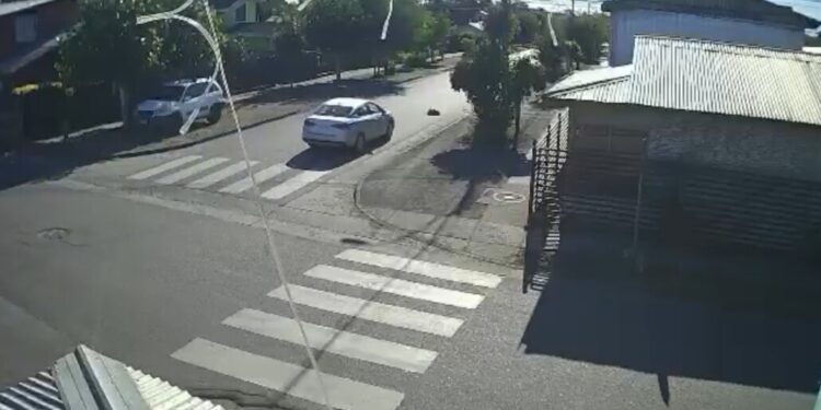 Vehículo municipal de Cabrero atropelló a un perro conocido: El municipio confirma la apertura de un sumario.