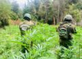 Operativo policial derriba una plantación ilegal con más de 2.400 plantas de cannabis en Vichuquén.