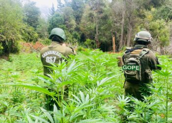 Operativo policial derriba una plantación ilegal con más de 2.400 plantas de cannabis en Vichuquén.