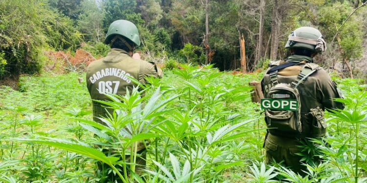 Operativo policial derriba una plantación ilegal con más de 2.400 plantas de cannabis en Vichuquén.