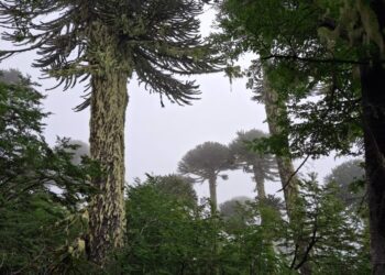 Conaf identifica daño en 22 araucarias durante la apertura de un sendero no autorizado en las cercanías del volcán Quetrupillán – LAVOZDEPUCON