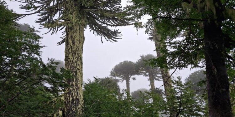 Conaf identifica daño en 22 araucarias durante la apertura de un sendero no autorizado en las cercanías del volcán Quetrupillán – LAVOZDEPUCON